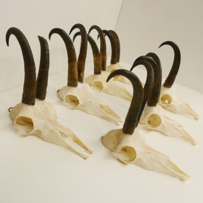 7 Stück Gamsgeweihe Gemse Geweihe Schlauchlänge max. 22,3 cm 47.184