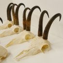 7 Stück Gamsgeweihe Gemse Geweihe Schlauchlänge max. 22,3 cm 47.184