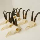 7 Stück Gamsgeweihe Gemse Geweihe Schlauchlänge max. 22,3 cm 47.184