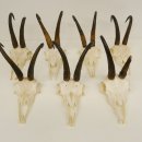 7 Stück Gamsgeweihe Gemse Geweihe Schlauchlänge max. 22,3 cm 47.184