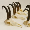 7 Stück Gamsgeweihe Gemse Geweihe Schlauchlänge max. 22,3 cm 47.184