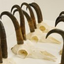 7 Stück Gamsgeweihe Gemse Geweihe Schlauchlänge max. 22,3 cm 47.184