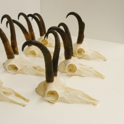 7 Stück Gamsgeweihe Gemse Geweihe Schlauchlänge max. 22,3 cm 47.184
