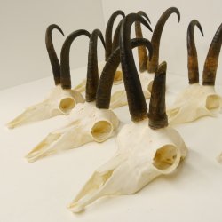 7 Stück Gamsgeweihe Gemse Geweihe Schlauchlänge max. 22,3 cm 47.184