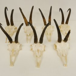 7 Stück Gamsgeweihe Gemse Geweihe Schlauchlänge max. 22,3 cm 47.184