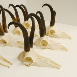 7 Stück Gamsgeweihe Gemse Geweihe Schlauchlänge max. 22,3 cm 47.184