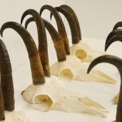 7 Stück Gamsgeweihe Gemse Geweihe Schlauchlänge max. 22,3 cm 47.184