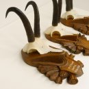 3 Stück Gamsgeweihe Gemse Geweihe auf geschnitzten Trophäenschilder SL bis 21 cm 47.185