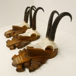 3 Stück Gamsgeweihe Gemse Geweihe auf geschnitzten Trophäenschilder SL bis 21 cm 47.185