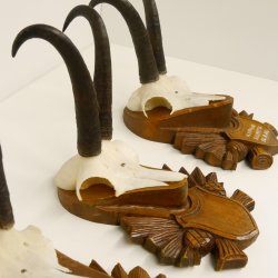 3 Stück Gamsgeweihe Gemse Geweihe auf geschnitzten Trophäenschilder SL bis 21 cm 47.185