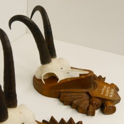 3 Stück Gamsgeweihe Gemse Geweihe auf geschnitzten Trophäenschilder SL bis 21 cm 47.185