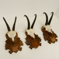 3 Stück Gamsgeweihe Gemse Geweihe auf geschnitzten Trophäenschilder SL bis 21 cm 47.185