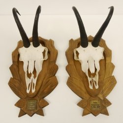 2 Stück Gamsgeweihe Gemse Geweihe auf geschnitzten Trophäenschilder SL bis 20,5 cm 47.186