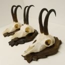 3 Stück Gamsgeweihe Gemse Geweihe auf geschnitzten Trophäenschilder SL bis 21,9 cm 47.188