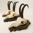 3 Stück Gamsgeweihe Gemse Geweihe auf geschnitzten Trophäenschilder SL bis 21,9 cm 47.188