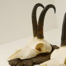 3 Stück Gamsgeweihe Gemse Geweihe auf geschnitzten Trophäenschilder SL bis 21,9 cm 47.188