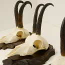 3 Stück Gamsgeweihe Gemse Geweihe auf geschnitzten Trophäenschilder SL bis 21,9 cm 47.188