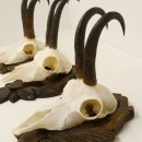 3 Stück Gamsgeweihe Gemse Geweihe auf geschnitzten Trophäenschilder SL bis 21,9 cm 47.188