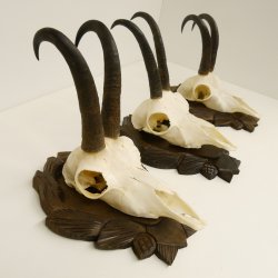 3 Stück Gamsgeweihe Gemse Geweihe auf geschnitzten Trophäenschilder SL bis 21,9 cm 47.188
