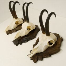 3 Stück Gamsgeweihe Gemse Geweihe auf geschnitzten Trophäenschilder SL bis 21,9 cm 47.188