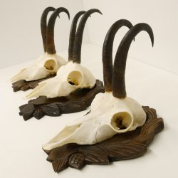 3 Stück Gamsgeweihe Gemse Geweihe auf geschnitzten Trophäenschilder SL bis 21,9 cm 47.188
