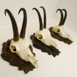 3 Stück Gamsgeweihe Gemse Geweihe auf geschnitzten Trophäenschilder SL bis 21,9 cm 47.188