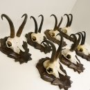 7 Stück Gamsgeweihe Gemse Geweihe auf geschnitzten Trophäenschilder SL max. bis 22,1 cm 47.189