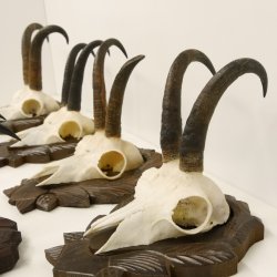 7 Stück Gamsgeweihe Gemse Geweihe auf geschnitzten Trophäenschilder SL max. bis 22,1 cm 47.189