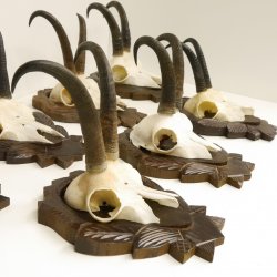 7 Stück Gamsgeweihe Gemse Geweihe auf geschnitzten Trophäenschilder SL max. bis 22,1 cm 47.189