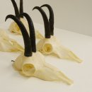5 Stück Gamsgeweihe Gemse Geweihe Schlauchlänge max. 21,1 cm 47.191