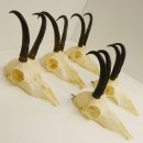 5 Stück Gamsgeweihe Gemse Geweihe Schlauchlänge max. 21,1 cm 47.191