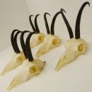 5 Stück Gamsgeweihe Gemse Geweihe Schlauchlänge max. 21,1 cm 47.191