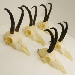 5 Stück Gamsgeweihe Gemse Geweihe Schlauchlänge max. 21,1 cm 47.191