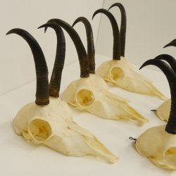 5 Stück Gamsgeweihe Gemse Geweihe Schlauchlänge max. 21,1 cm 47.191