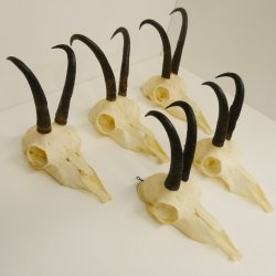 5 Stück Gamsgeweihe Gemse Geweihe Schlauchlänge max. 21,1 cm 47.191