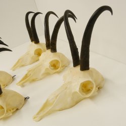 5 Stück Gamsgeweihe Gemse Geweihe Schlauchlänge max. 21,1 cm 47.191