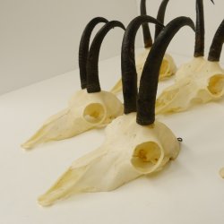 5 Stück Gamsgeweihe Gemse Geweihe Schlauchlänge max. 21,1 cm 47.191