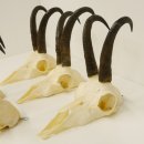 5 Stück Gamsgeweihe Gemse Geweihe Schlauchlänge max. 23 cm 47.192