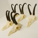 5 Stück Gamsgeweihe Gemse Geweihe Schlauchlänge max. 23 cm 47.192