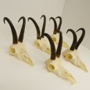 5 Stück Gamsgeweihe Gemse Geweihe Schlauchlänge max. 23 cm 47.192