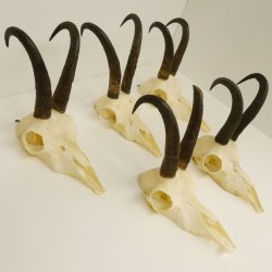 5 Stück Gamsgeweihe Gemse Geweihe Schlauchlänge max. 23 cm 47.192
