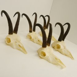 5 Stück Gamsgeweihe Gemse Geweihe Schlauchlänge max. 23 cm 47.192