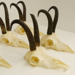 5 Stück Gamsgeweihe Gemse Geweihe Schlauchlänge max. 23 cm 47.192