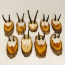 9 Stück Gamsgeweihe Gemse Geweihe auf Baumscheibe Schlauchlänge max. 22,3 cm 47.193