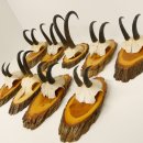 9 Stück Gamsgeweihe Gemse Geweihe auf Baumscheibe Schlauchlänge max. 22,3 cm 47.193