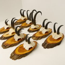 9 Stück Gamsgeweihe Gemse Geweihe auf Baumscheibe Schlauchlänge max. 22,3 cm 47.193
