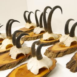 9 Stück Gamsgeweihe Gemse Geweihe auf Baumscheibe Schlauchlänge max. 22,3 cm 47.193