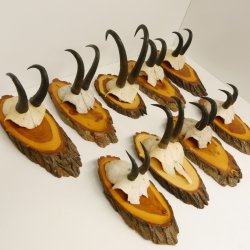 9 Stück Gamsgeweihe Gemse Geweihe auf Baumscheibe Schlauchlänge max. 22,3 cm 47.193