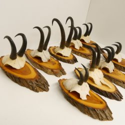 9 Stück Gamsgeweihe Gemse Geweihe auf Baumscheibe Schlauchlänge max. 22,3 cm 47.193