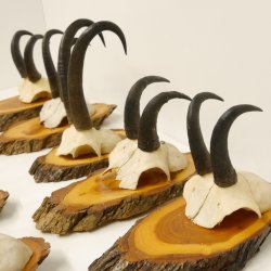 9 Stück Gamsgeweihe Gemse Geweihe auf Baumscheibe Schlauchlänge max. 22,3 cm 47.193